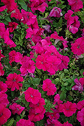 Duvet Pink Petunia (Petunia 'Duvet Pink') at Lakeshore Garden Centres