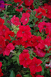 Duvet Red Petunia (Petunia 'Duvet Red') at Lakeshore Garden Centres