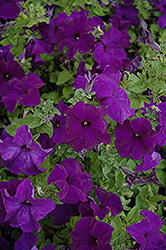 Bravo Blue Petunia (Petunia 'Bravo Blue') at Lakeshore Garden Centres