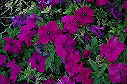 Limbo Purple Petunia (Petunia 'Limbo Purple') at Lakeshore Garden Centres