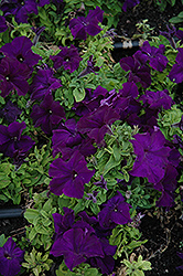 Limbo Blue Petunia (Petunia 'Limbo Blue') at Lakeshore Garden Centres