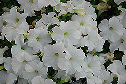 Pretty Grand White Petunia (Petunia 'Pretty Grand White') at Lakeshore Garden Centres