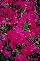 Pretty Grand Rose Petunia (Petunia 'Pretty Grand Rose') at Lakeshore Garden Centres