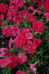 Pretty Grand Coral Petunia (Petunia 'Pretty Grand Coral') at Lakeshore Garden Centres