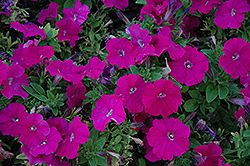 Mambo Purple Petunia (Petunia 'Mambo Purple') at Lakeshore Garden Centres