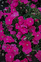 Mambo Pink Petunia (Petunia 'Mambo Pink') at Lakeshore Garden Centres