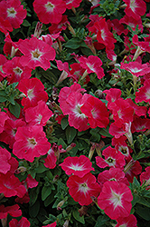 Mambo Red Morn Petunia (Petunia 'Mambo Red Morn') at Lakeshore Garden Centres