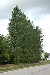 Walker Poplar (Populus 'Walker') at Lakeshore Garden Centres