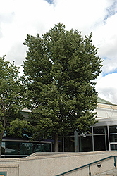 Delta Hackberry (Celtis occidentalis 'Delta') at Lakeshore Garden Centres