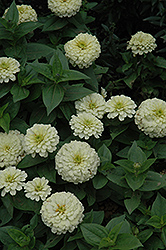 Magellan Ivory Zinnia (Zinnia 'Magellan Ivory') at Lakeshore Garden Centres