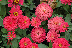 Magellan Coral Zinnia (Zinnia 'Magellan Coral') at Lakeshore Garden Centres
