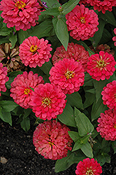 Magellan Cherry Zinnia (Zinnia 'Magellan Cherry') at Lakeshore Garden Centres