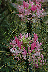 Rose Queen Spiderflower (Cleome hassleriana 'Rose Queen') at Lakeshore Garden Centres