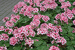 Maverick Star Geranium (Pelargonium 'Maverick Star') at Lakeshore Garden Centres