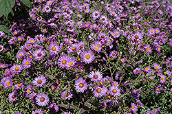 Woods Purple Aster (Symphyotrichum 'Woods Purple') at A Very Successful Garden Center