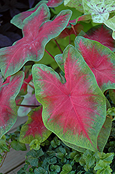 John Peed Caladium (Caladium 'John Peed') at Lakeshore Garden Centres
