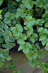 Curly Locks Ivy (Hedera helix 'Curly Locks') at Lakeshore Garden Centres