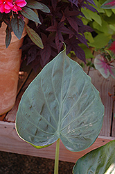 Hooded Dwarf Elephant's Ear (Alocasia cucullata) at Lakeshore Garden Centres