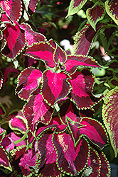 Chocolate Covered Cherry Coleus (Solenostemon scutellarioides 'Chocolate Covered Cherry') at Lakeshore Garden Centres