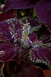 Emotions Sophisticated Coleus (Solenostemon scutellarioides 'Sophisticated') at Lakeshore Garden Centres