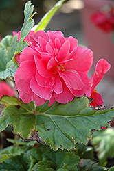 Bliss Pink Shades Begonia (Begonia 'Bliss Pink Shades') at Lakeshore Garden Centres