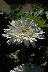 Funtastic White Gerbera Daisy (Gerbera 'Funtastic White') at A Very Successful Garden Center