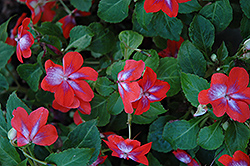 Patchwork Cosmic Orange Impatiens (Impatiens 'Balpacorg') at Lakeshore Garden Centres