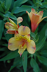 Ariane Alstroemeria (Alstroemeria 'Ariane') at Lakeshore Garden Centres