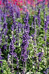 Saga Salvia (Salvia farinacea 'Saga') at Lakeshore Garden Centres
