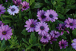 Asti Lavender Shades African Daisy (Osteospermum 'Asti Lavender Shades') at Lakeshore Garden Centres