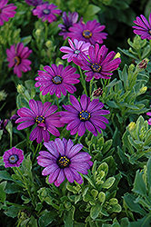 Asti Purple African Daisy (Osteospermum 'Asti Purple') at Lakeshore Garden Centres