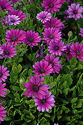 Akila Purple African Daisy (Osteospermum ecklonis 'Akila Purple') at Lakeshore Garden Centres
