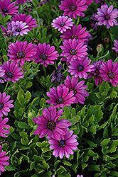 Akila Purple African Daisy (Osteospermum ecklonis 'Akila Purple') at A Very Successful Garden Center