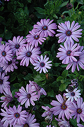 Akila Lavender Shades African Daisy (Osteospermum ecklonis 'Akila Lavender Shades') at Lakeshore Garden Centres