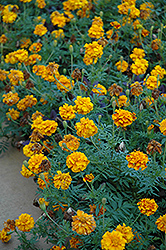 Zenith Orange and Red Marigold (Tagetes patula 'Zenith Orange and Red') at Lakeshore Garden Centres
