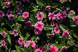 Cora Strawberry Vinca (Catharanthus roseus 'Cora Strawberry') at Lakeshore Garden Centres