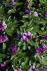 First Kiss Blueberry Vinca (Catharanthus roseus 'First Kiss Blueberry') at Lakeshore Garden Centres