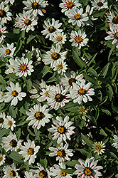 Zahara Starlight Rose Zinnia (Zinnia 'Zahara Starlight Rose') at Lakeshore Garden Centres