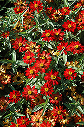 Zahara Scarlet Zinnia (Zinnia 'Zahara Scarlet') at Lakeshore Garden Centres