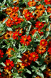Zahara Fire Zinnia (Zinnia 'Zahara Fire') at Lakeshore Garden Centres