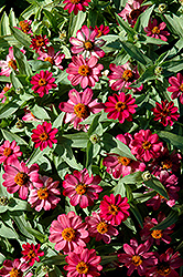 Zahara Coral Rose Zinnia (Zinnia 'Zahara Coral Rose') at Lakeshore Garden Centres