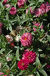 Zahara Double Strawberry Zinnia (Zinnia 'Zahara Double Strawberry') at Lakeshore Garden Centres