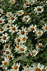 UpTown White Wall Zinnia (Zinnia 'UpTown White Wall') at Lakeshore Garden Centres