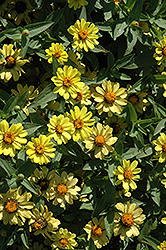 UpTown Sunstreak Zinnia (Zinnia 'UpTown Sunstreak') at Lakeshore Garden Centres