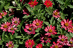 Profusion Coral Pink Zinnia (Zinnia 'Profusion Coral Pink') at A Very Successful Garden Center