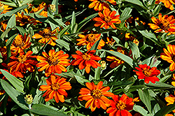 Profusion Orange Zinnia (Zinnia 'Profusion Orange') at The Mustard Seed