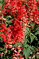 Bonfire Scarlet Sage (Salvia 'Bonfire') at Lakeshore Garden Centres