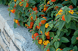Lucky Red Flame Lantana (Lantana camara 'Lucky Red Flame') at Lakeshore Garden Centres