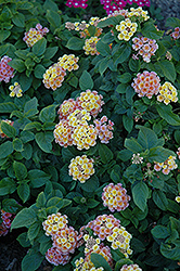 Little Lucky Peach Glow Lantana (Lantana camara 'Little Lucky Peach Glow') at Lakeshore Garden Centres