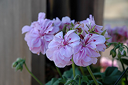 Precision Lavender Ivy Leaf Geranium (Pelargonium peltatum 'Precision Lavender') at Lakeshore Garden Centres
